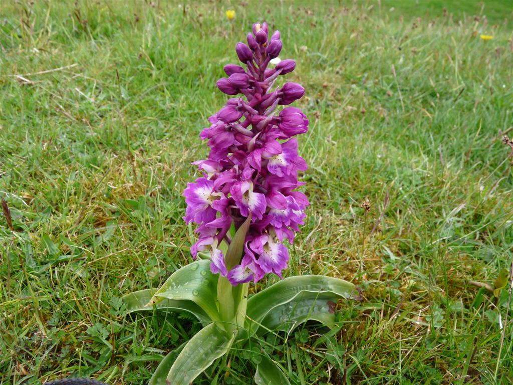 Представитель Семейства Orchidaceae